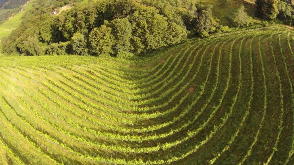 Weingut Albert, Familie Cramer Kitzeck im Sausal Zewnętrze zdjęcie