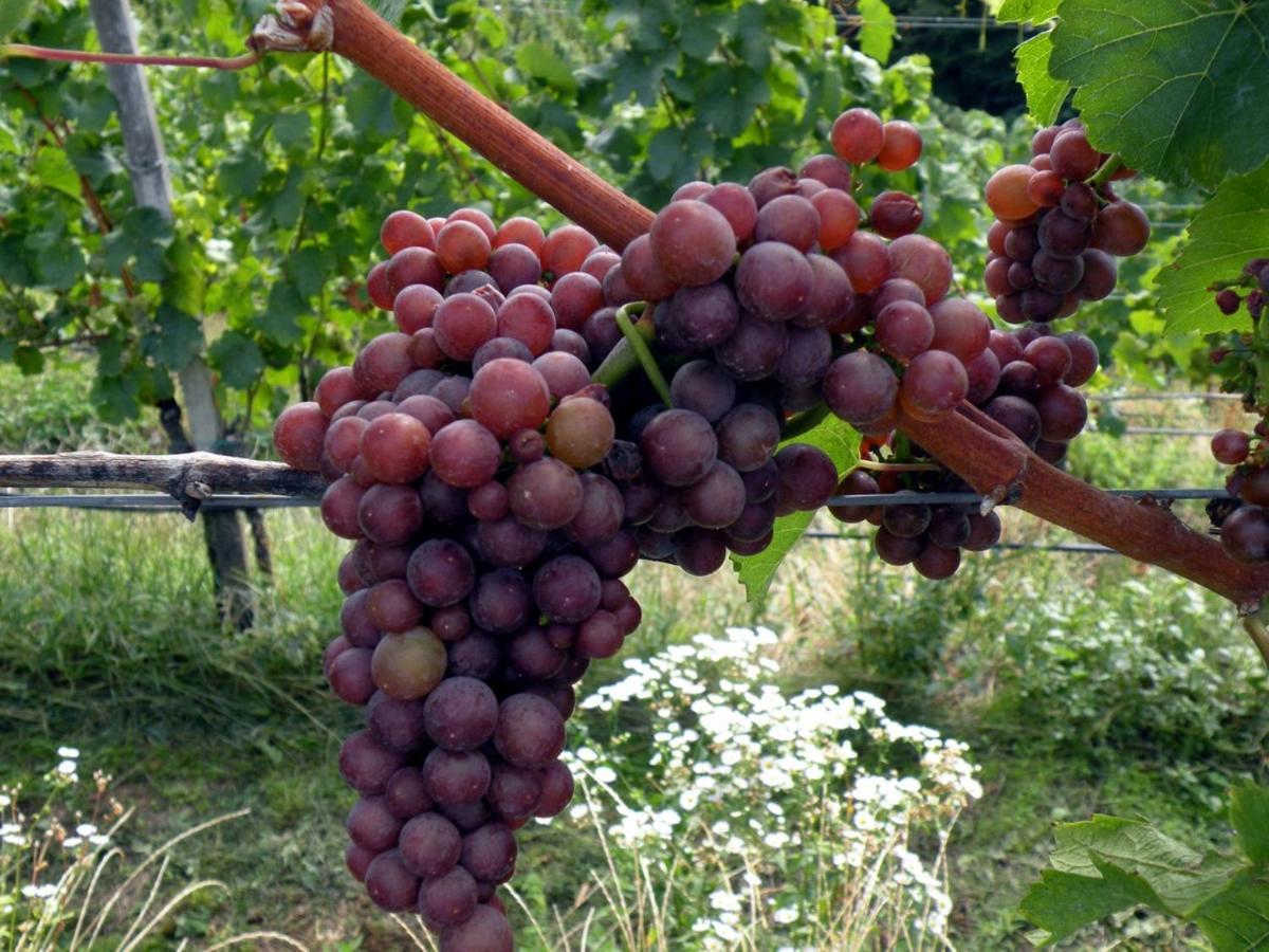 Weingut Albert, Familie Cramer Kitzeck im Sausal Zewnętrze zdjęcie